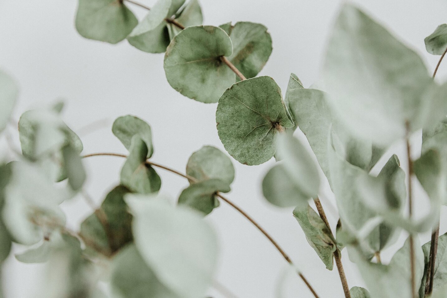 RuS Eukalyptus Hintergrunddesign